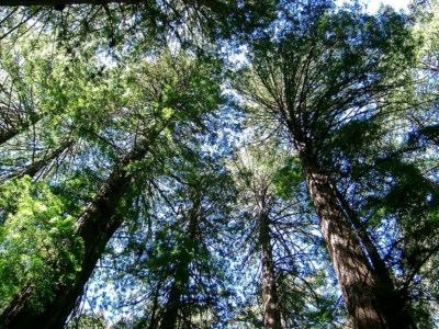 Arboles del mundo